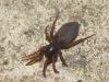 Haplodrassus sp.